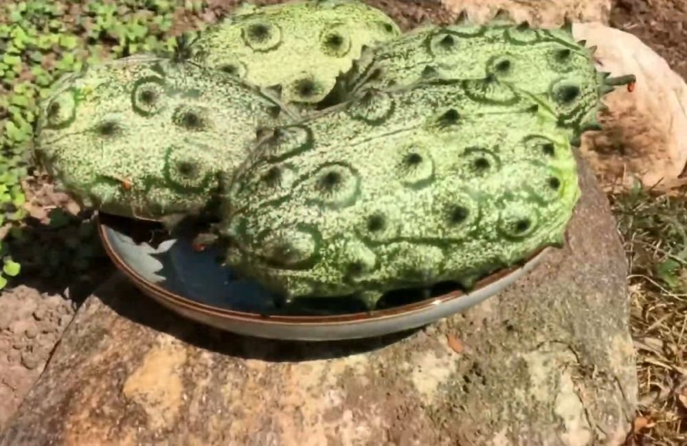 African Horned Cucumber (Also Known as African Horned Melon)