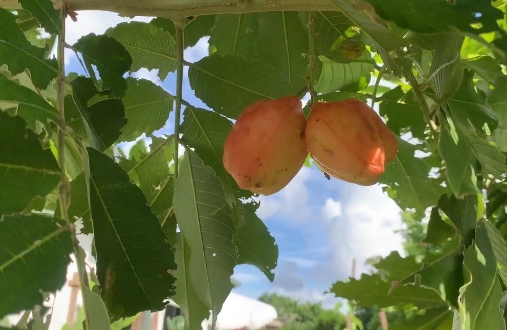Akee Apple