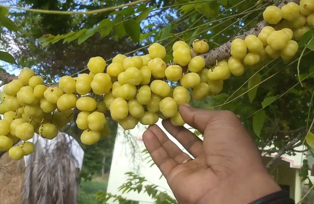 Amla (Indian Gooseberry)
