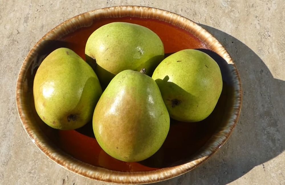 Anjou Pear
