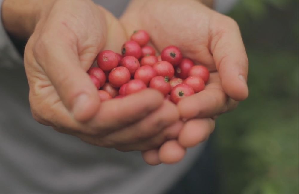 Arbutus (Strawberry Tree Fruit)