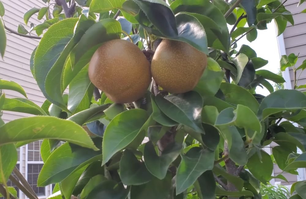Asian Pear