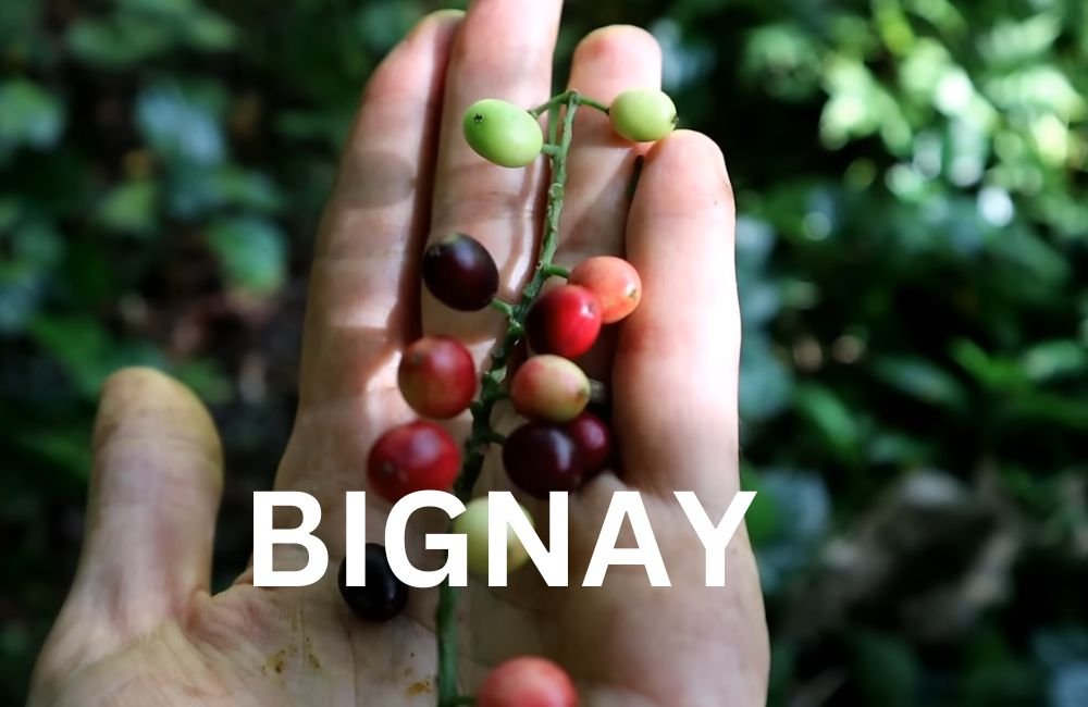 Bignay