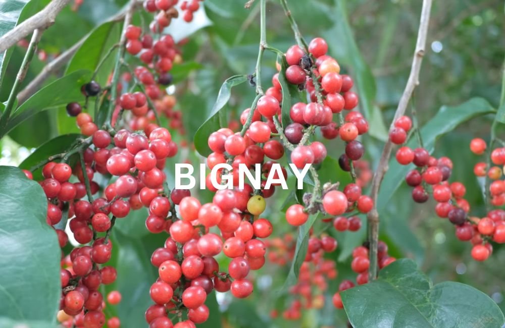 Bignay