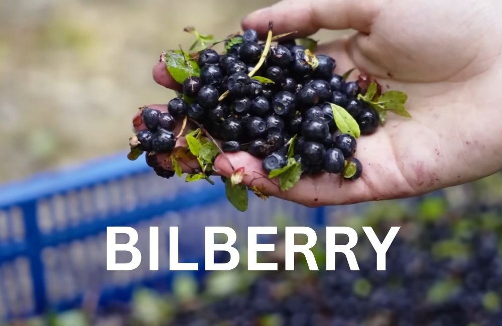 Bilberry