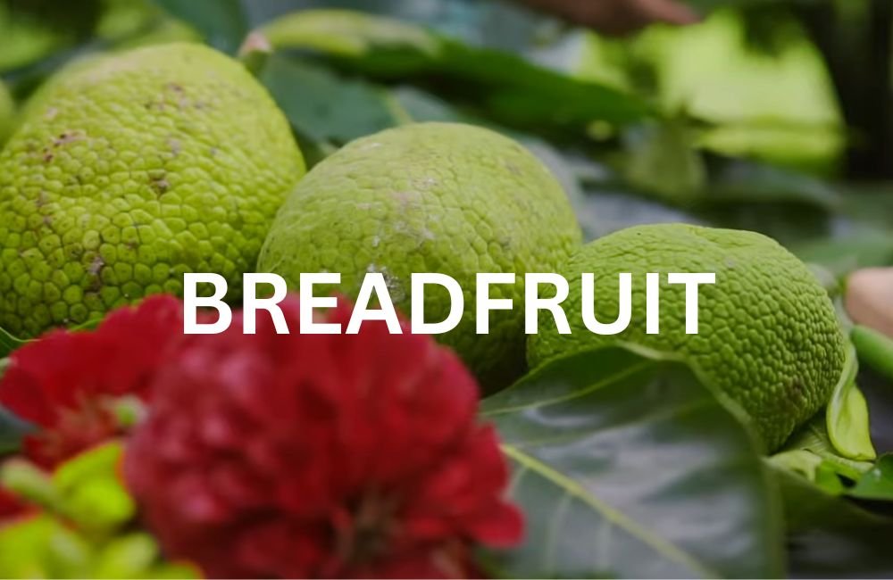 Breadfruit