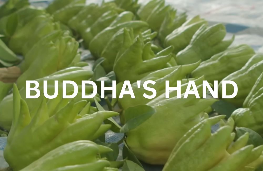 Buddha's Hand