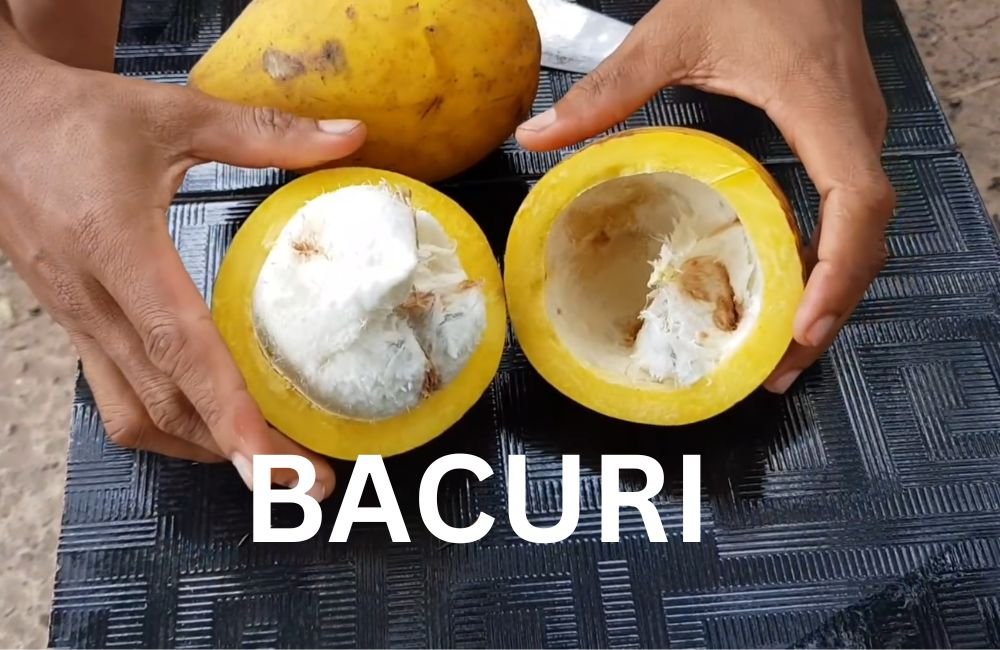 Bacuri