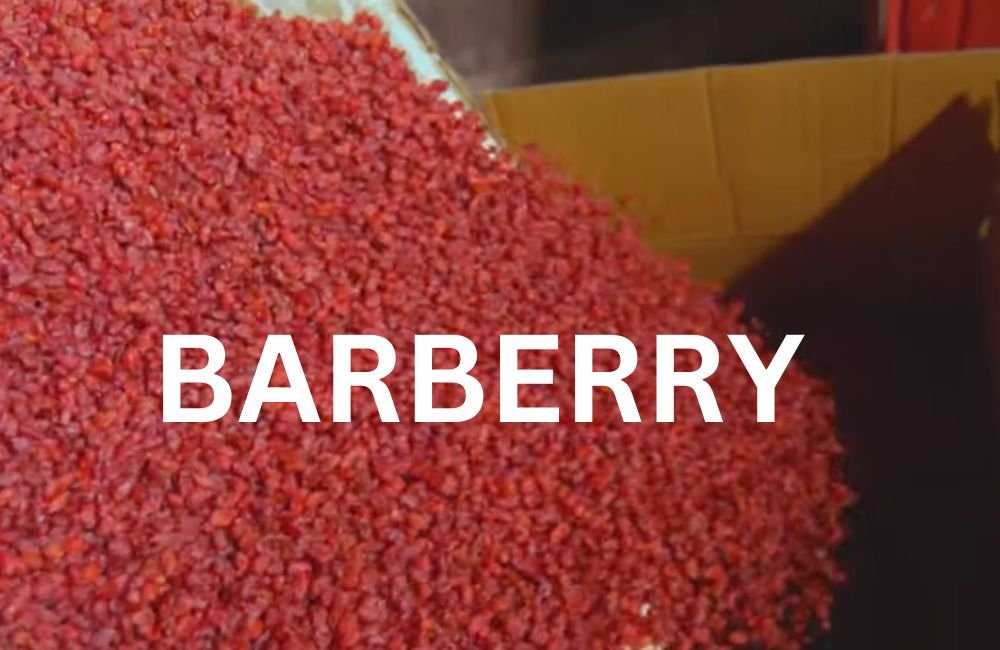 Barberry
