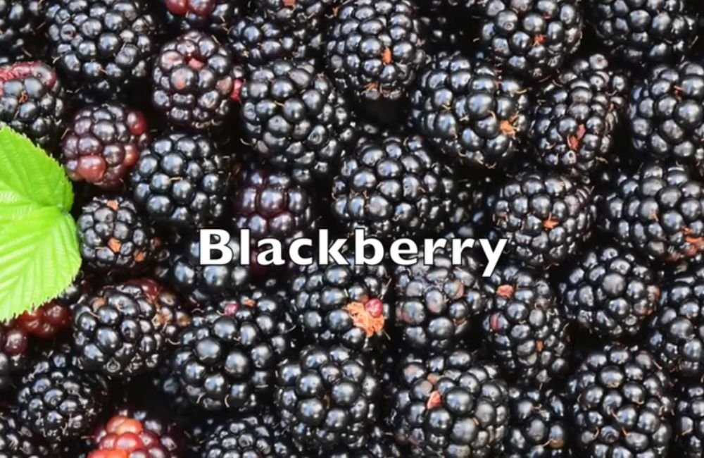 Blackberry