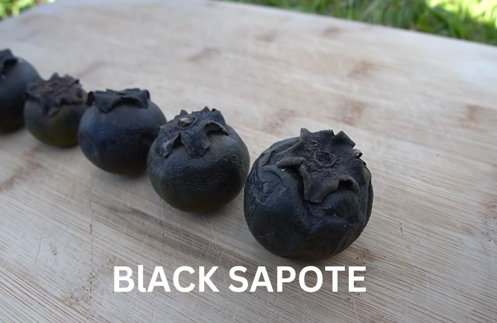 Black Sapote
