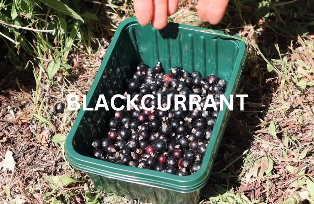 Blackcurrant