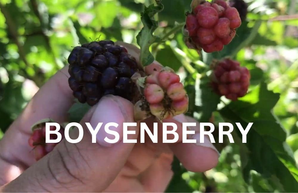 Boysenberry