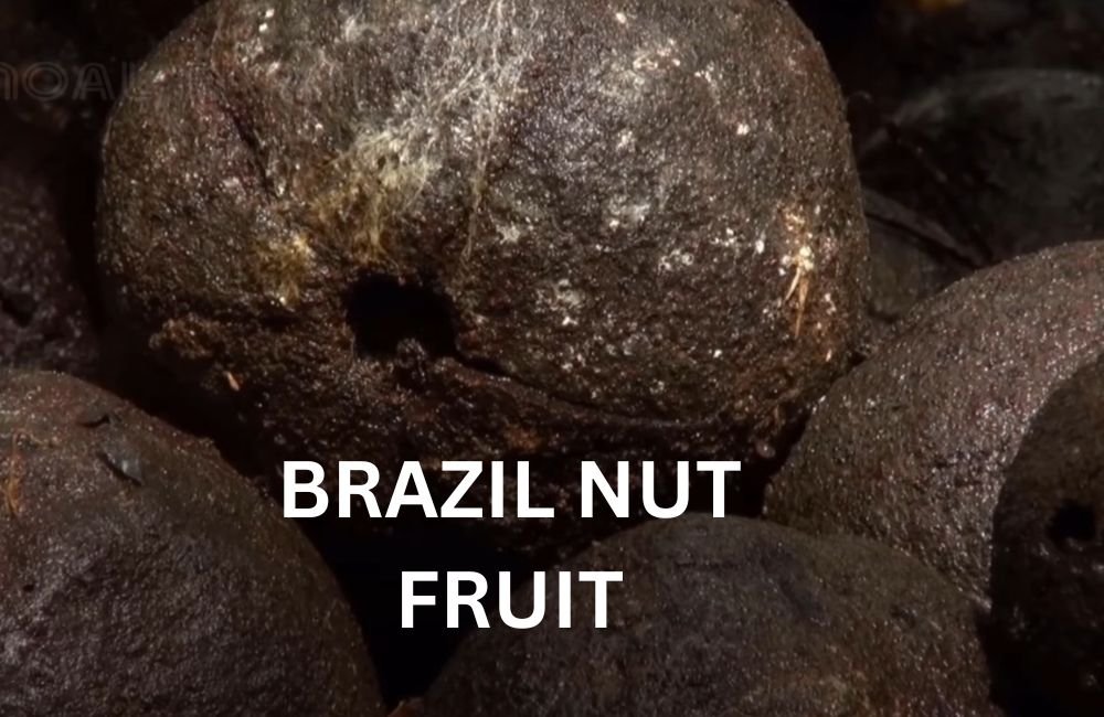 Brazil Nut Fruit